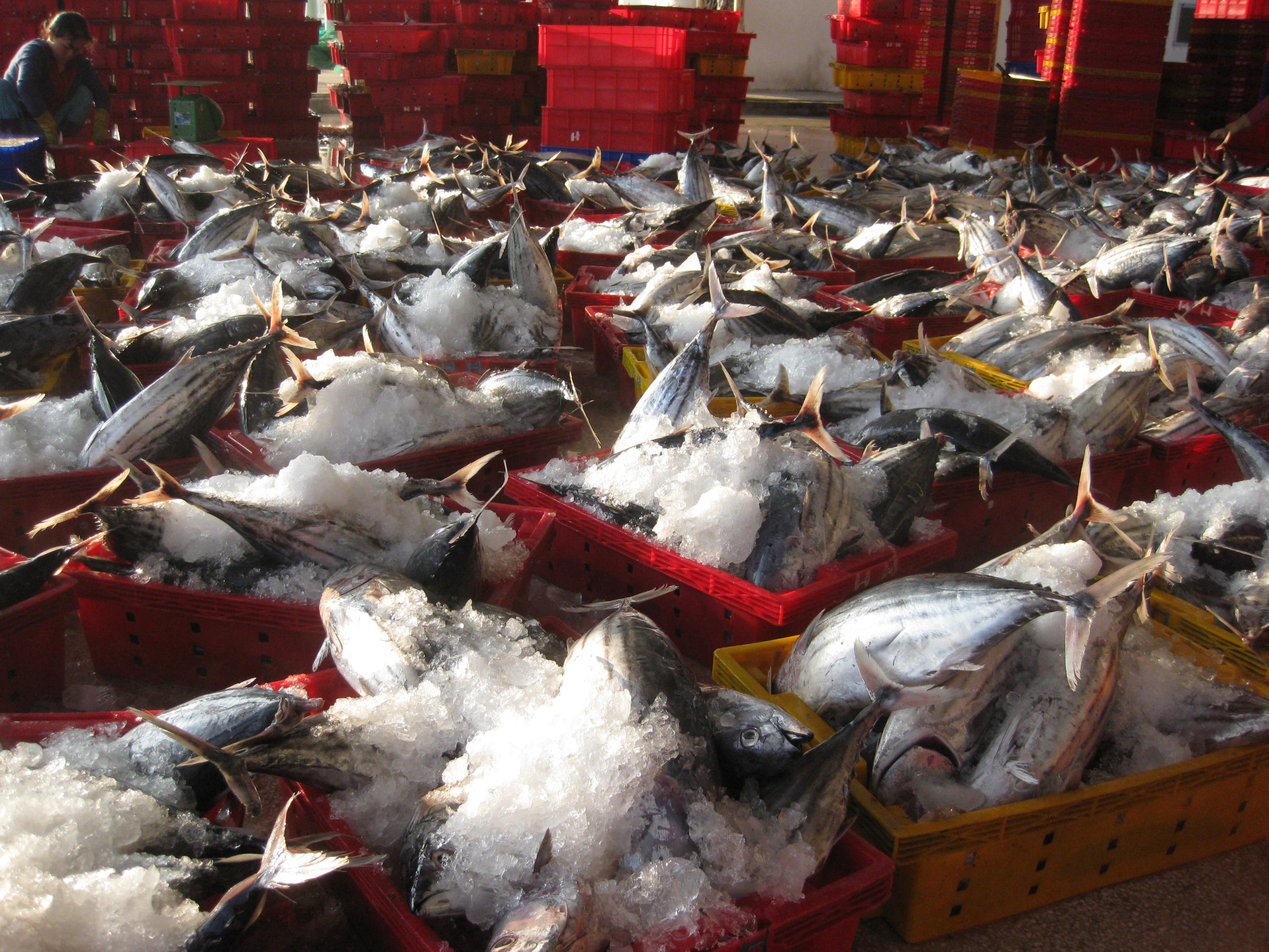 Vangst tonijn