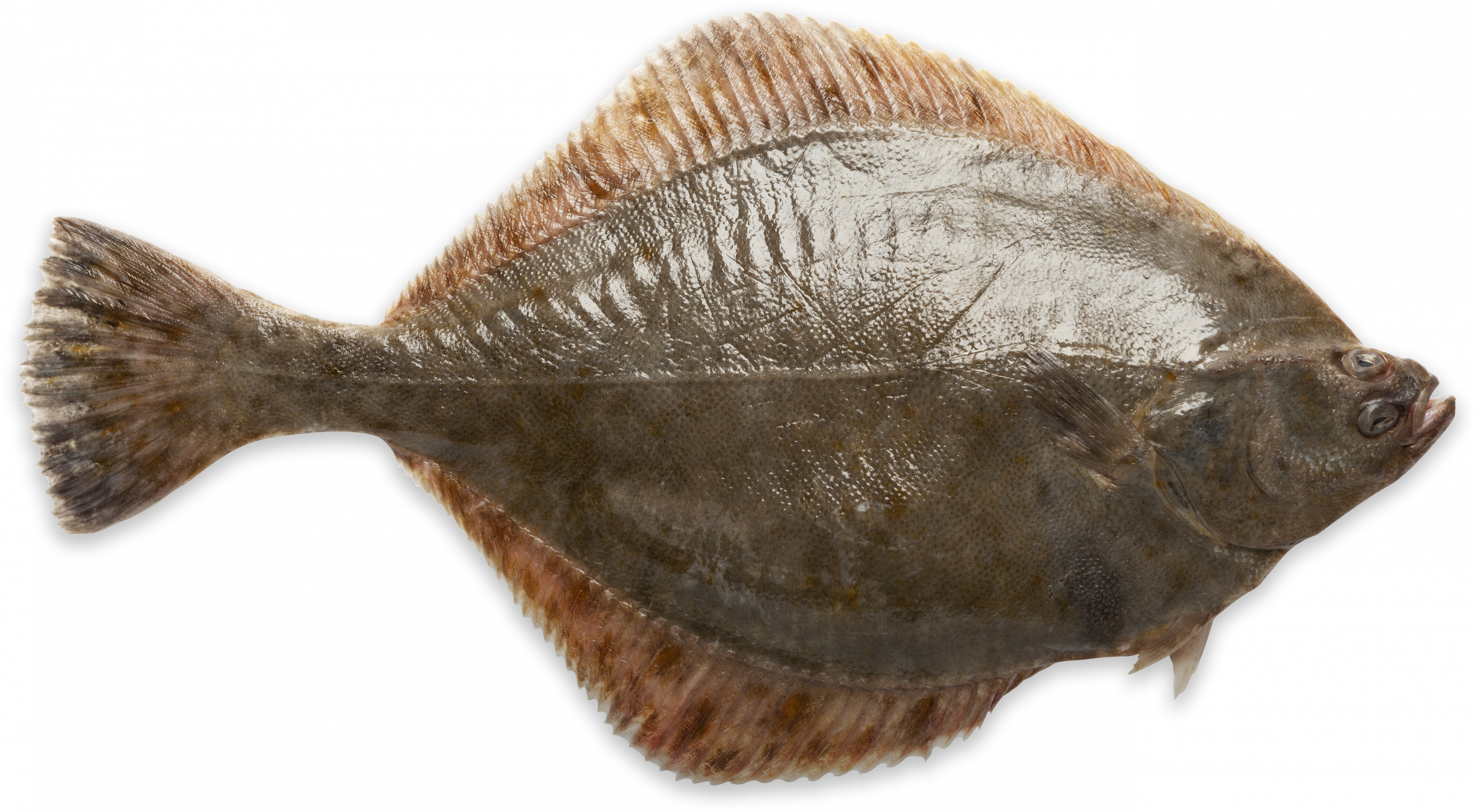 Tongschar